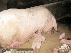 云南母猪诞下罕见猪仔，体型如大象引围观